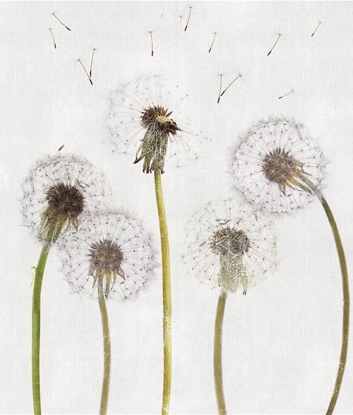 Paardenbloemen met wegwaaiende zaadjes