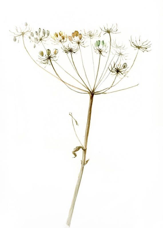 Gedroogde bloem aquarel